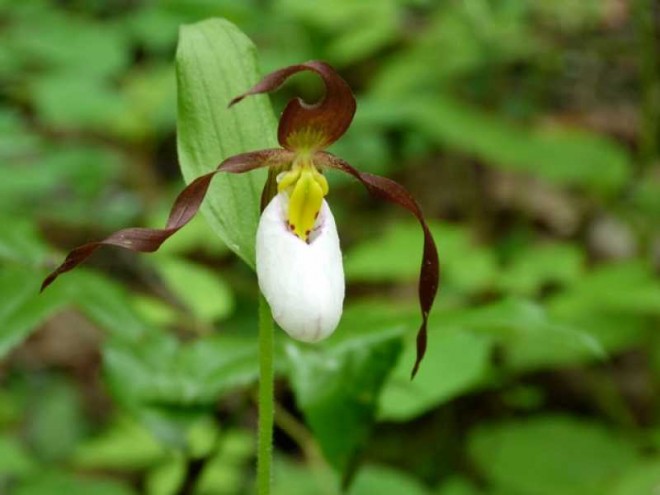 mountain ladyslipper nature photography by janna leslie