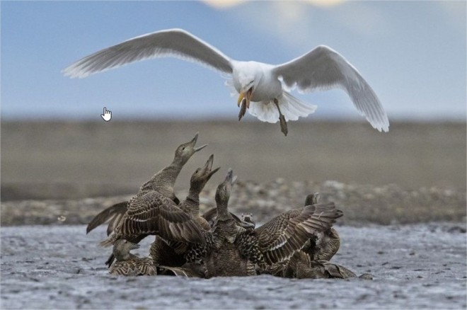 hamdan international photography award by matteo