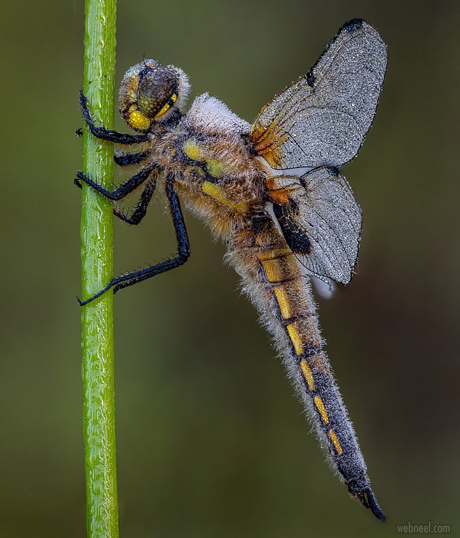 macro photography chaser by oliver wright