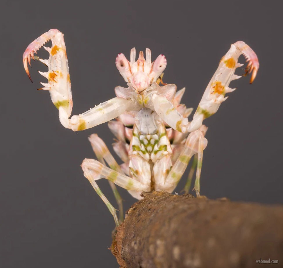 macro photography by oliver wright