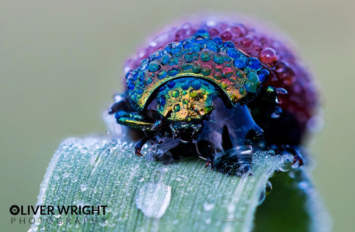 macro photography bug by oliver wright
