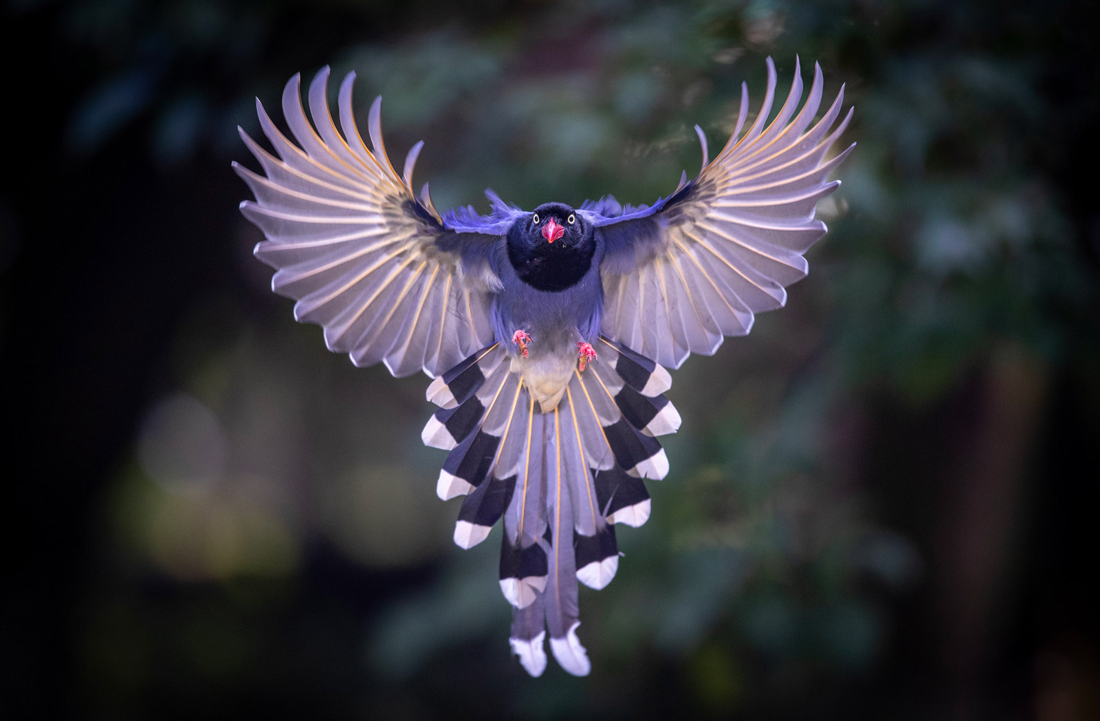 bird photography flight by supachai kattiyasurin