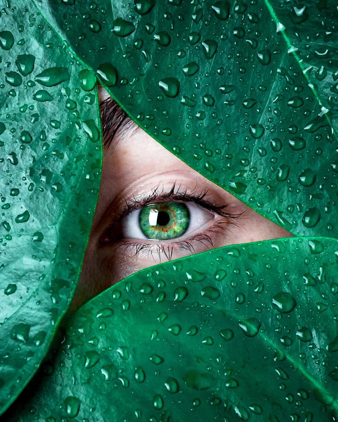 photography eye leaves by claire luxton