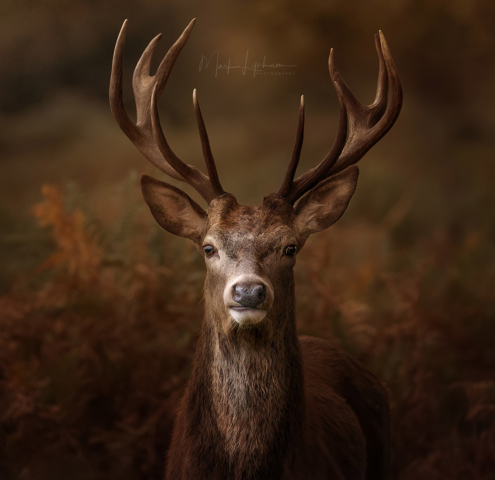 wildlife photography deer by mark lynham