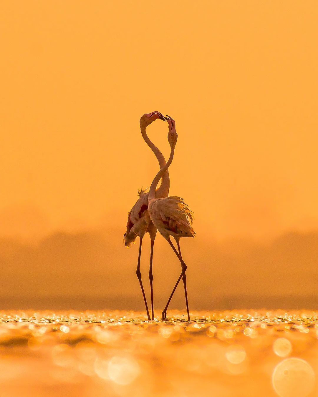 bird photography greater flamingo by dushyant trivedi