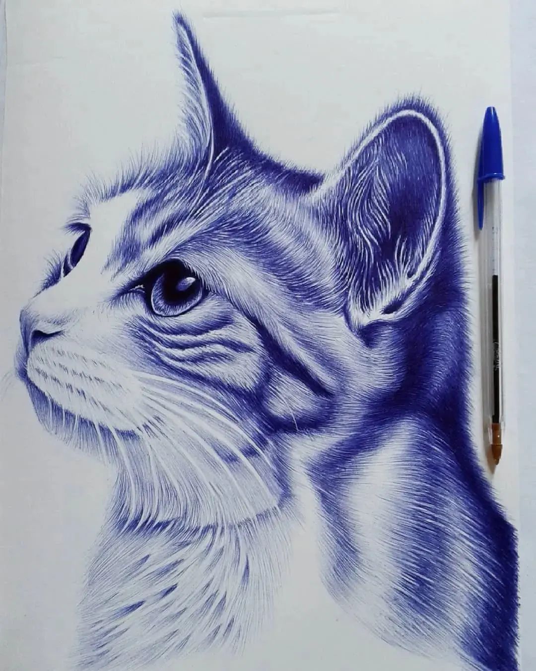 pen drawing cat by ahora poyan