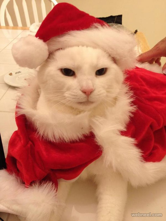 Cat Santa