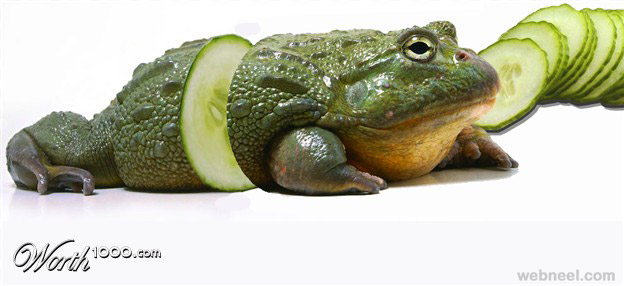photo manipulation frog