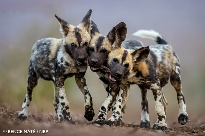 hyena windland awards photography by bence mate