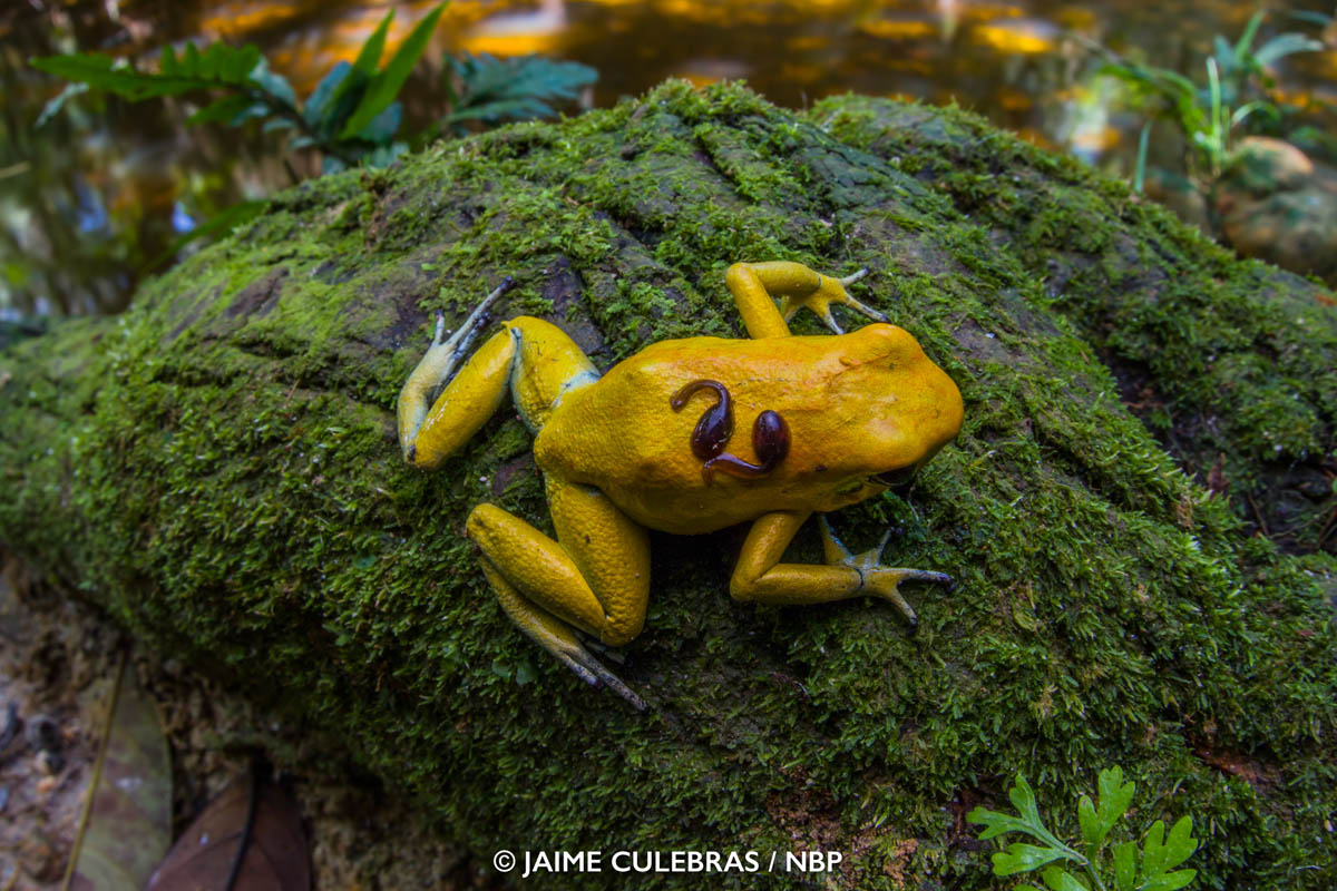 15-frog-windland-awards-photography-by-jaime-culebras