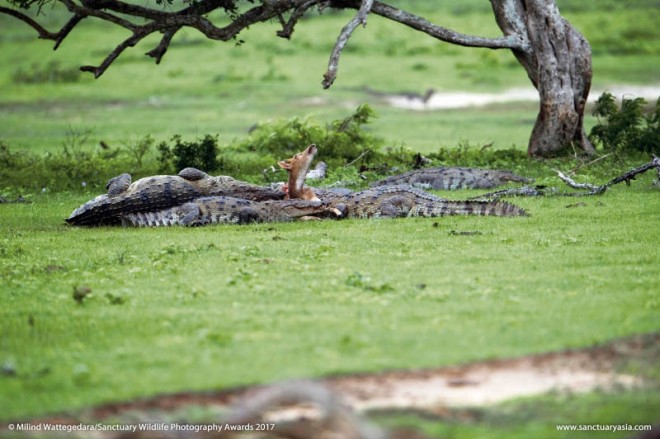 creatures great and small wildlife photography by milinda wattegerada