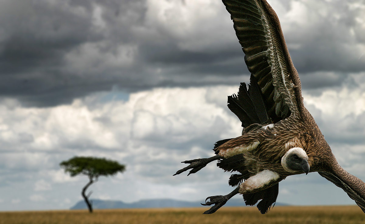 2-flight-wildlife-photography-by-dmitri-markine