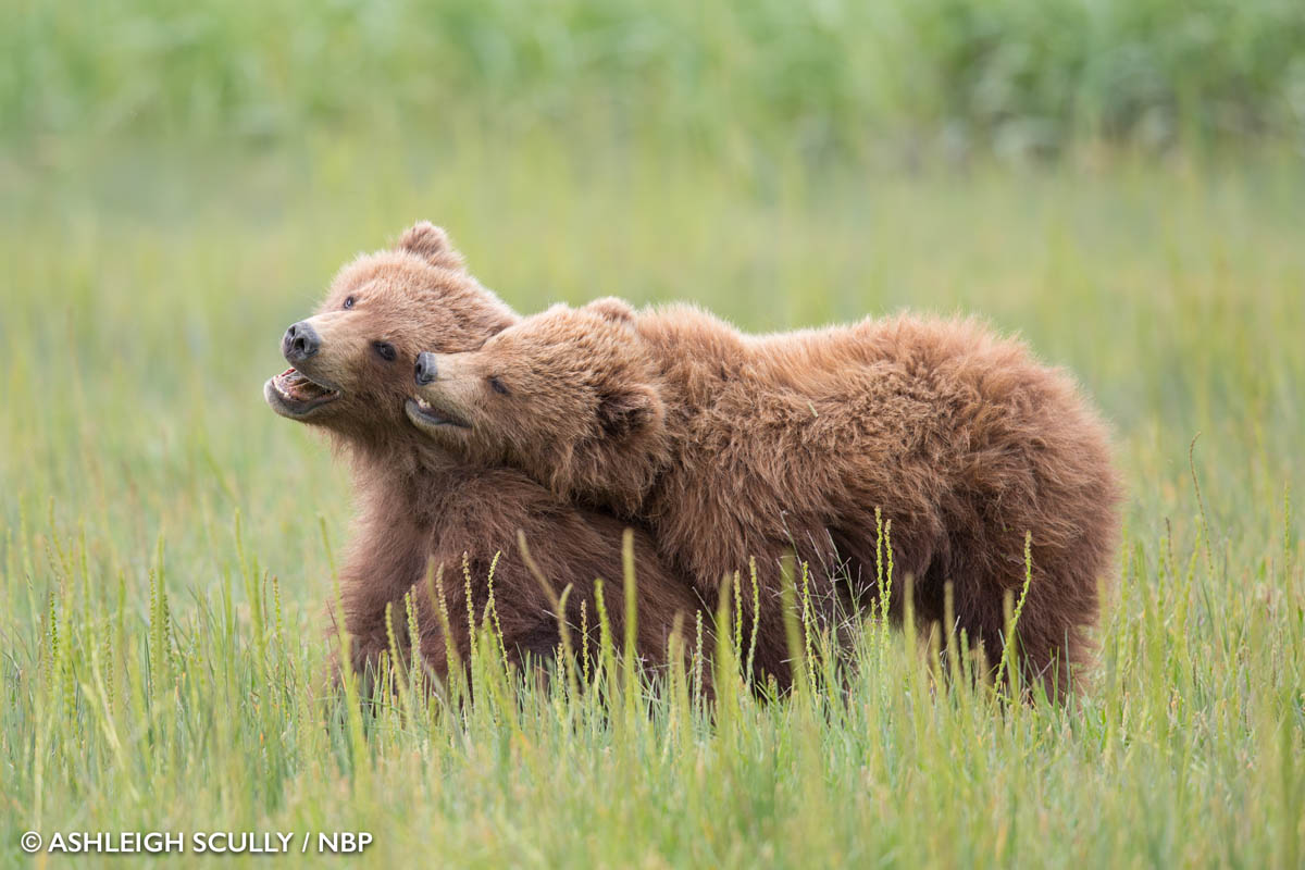 2-young-bears-windland-awards-photography-by-ashleigh-scully