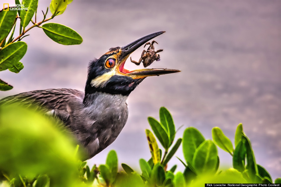 3-bird-prey-wildlife-photography-by-rick-loesche
