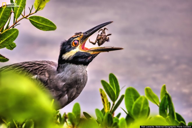 bird prey wildlife photography by rick loesche