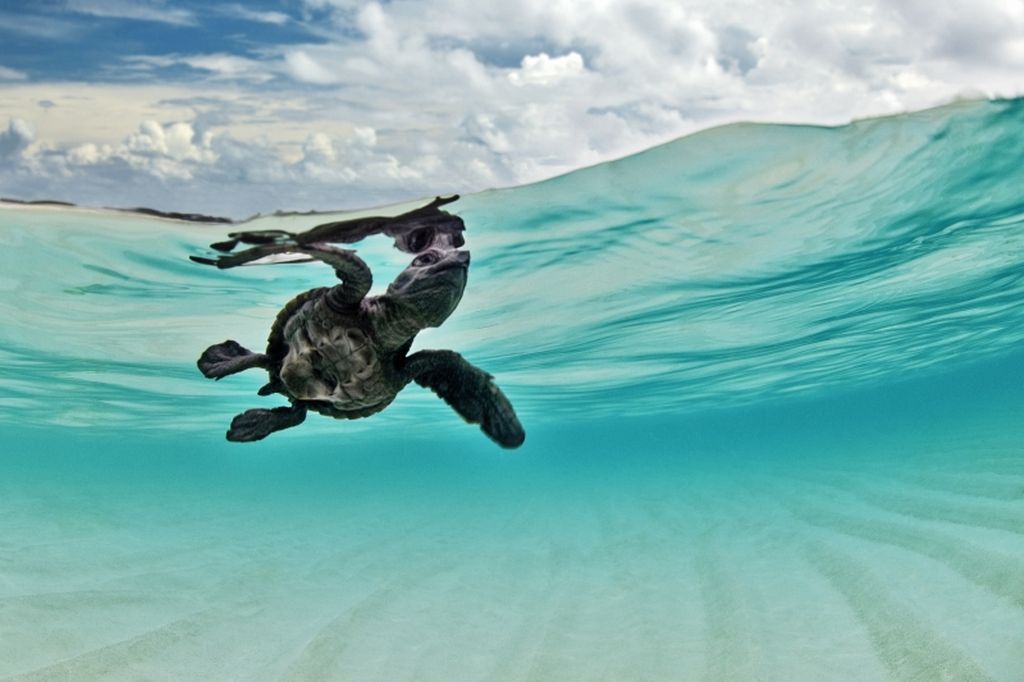 underwater photography by sumer verma