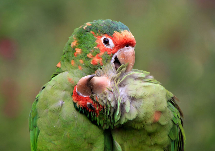 7-parakeet-love-wildlife-photography-by-dirk-kanz