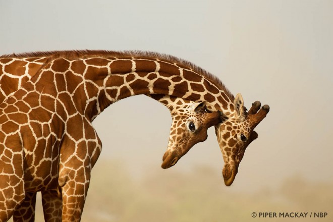 giraffe windland awards photography by piper mackay