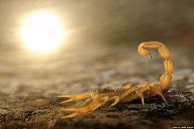 scorpion wildlife photography by carlos perez naval