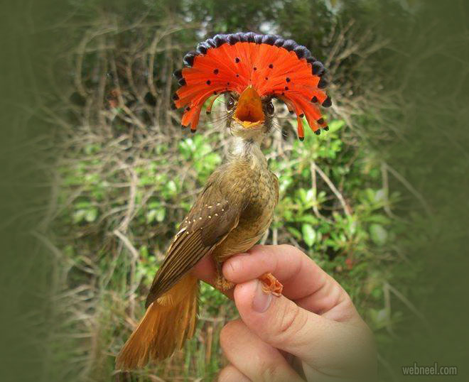beautiful bird photography royal flycatcher