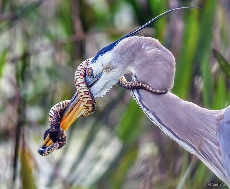 best wildlife snake photography by patricktewey