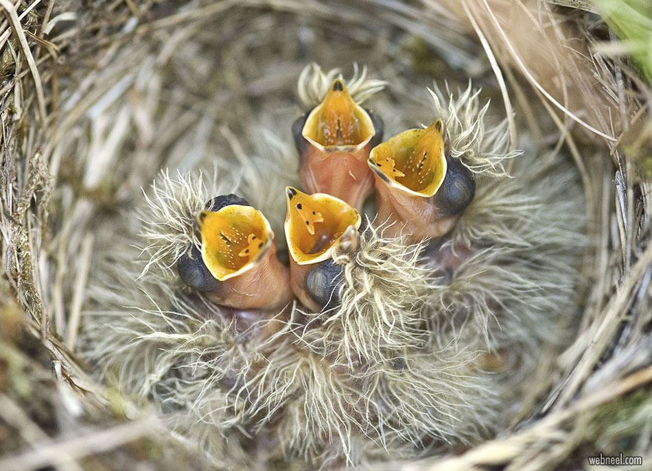 bird photography feeding nest food by gary howells
