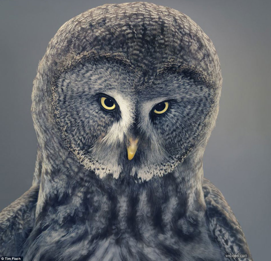 bird photography owl by tim flach