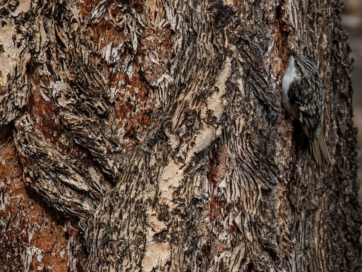 best wildlife photography award winner a brown creeper by rob pine