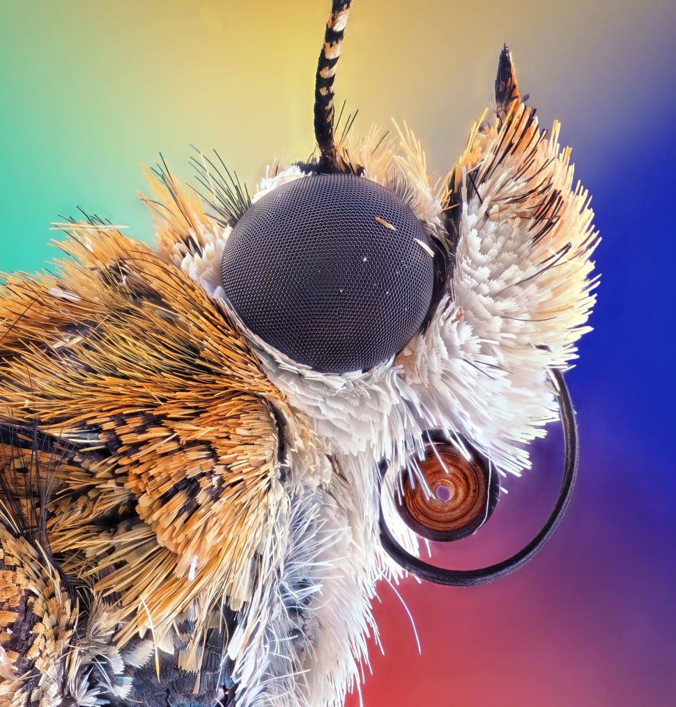 bogong moth photography