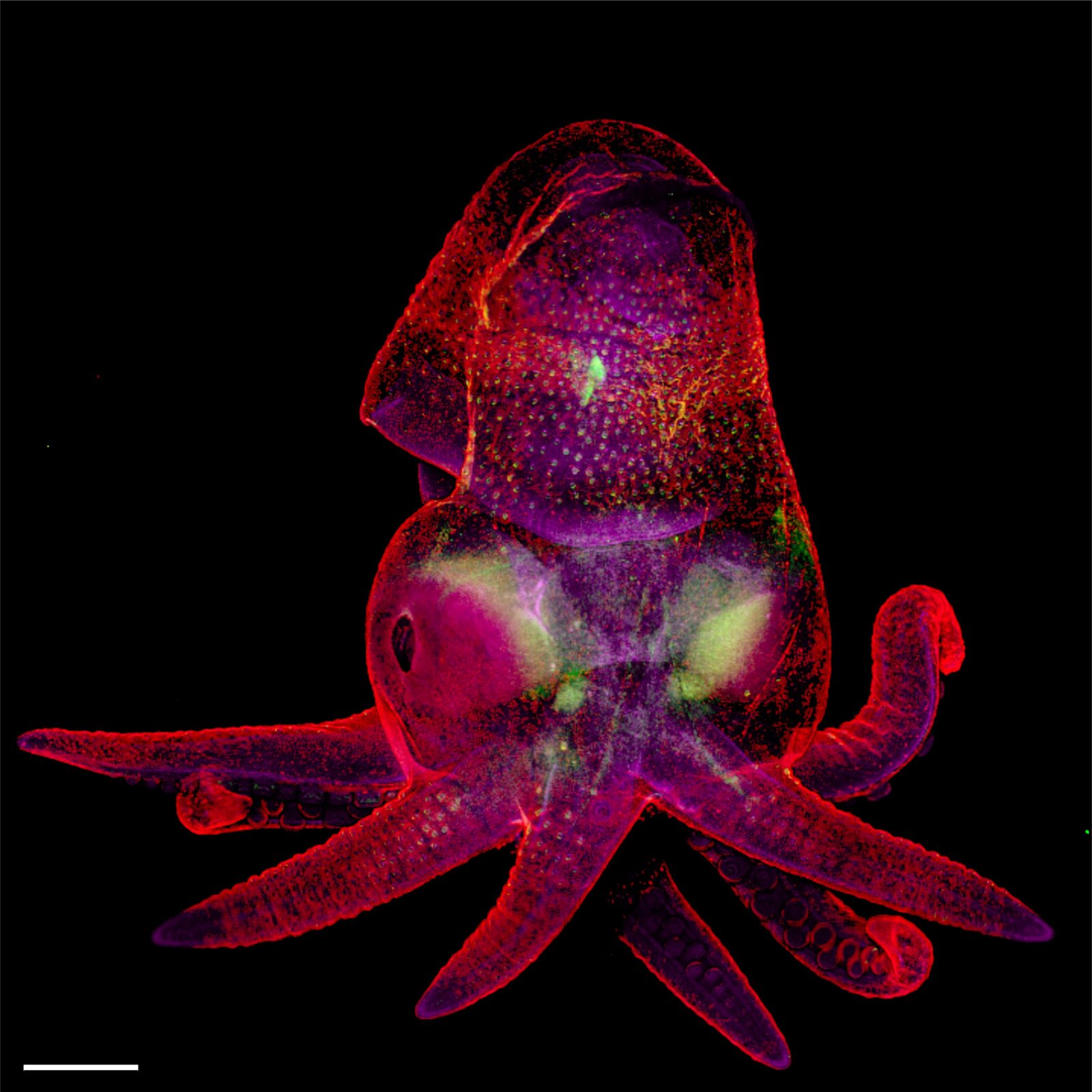 octopus bimaculoides embryo photography