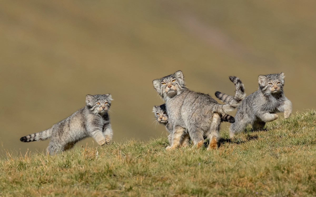 wildlife photography mother says run cats by shanyuanci