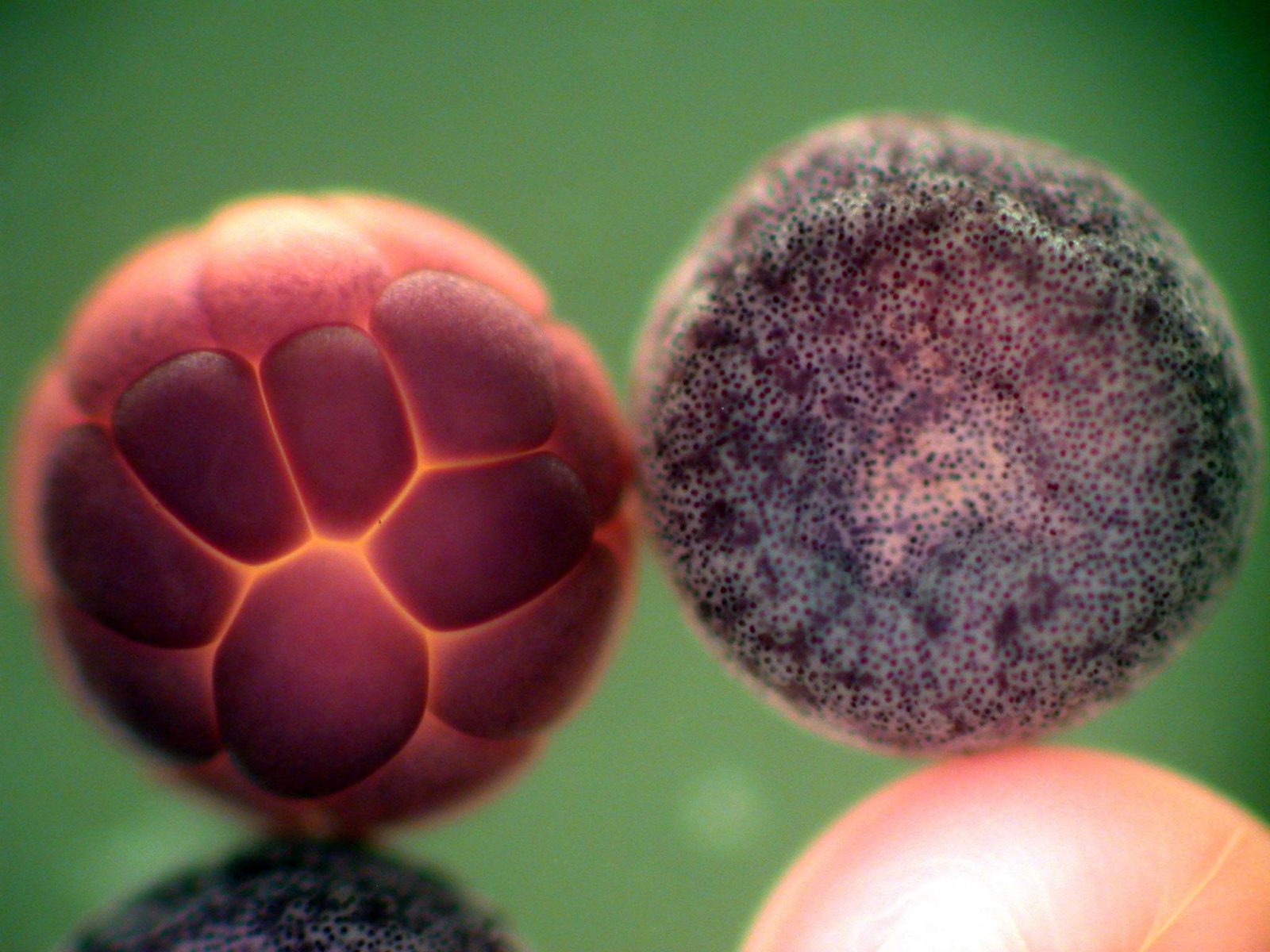 xenopus embryos photography