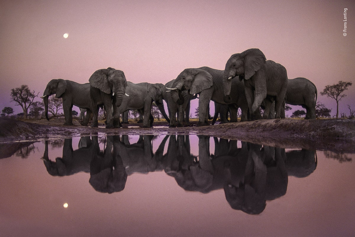 wildlife photography elephants at twilight