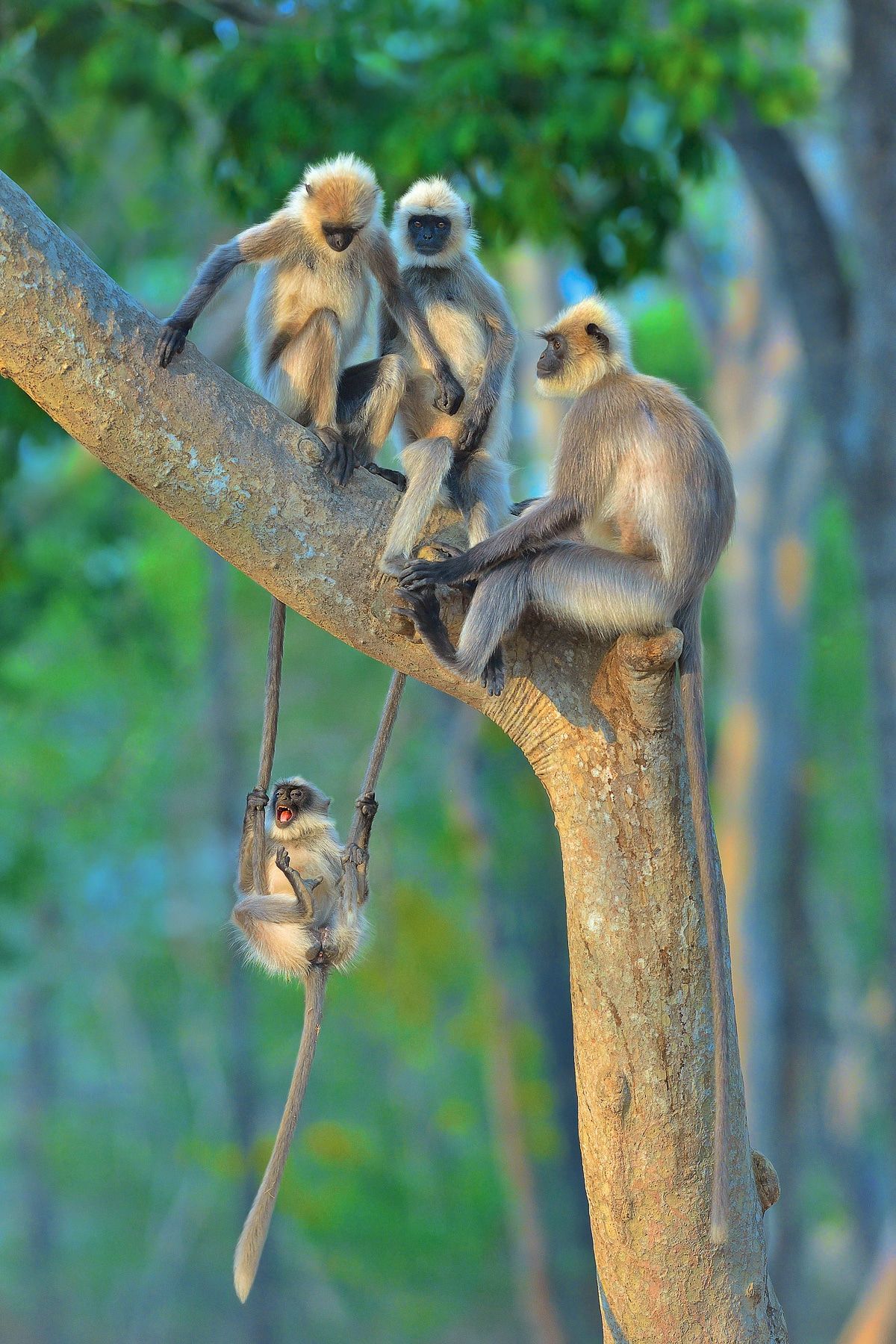 best award winning comedy wildlife photography fun for all ages by thomas vijayan