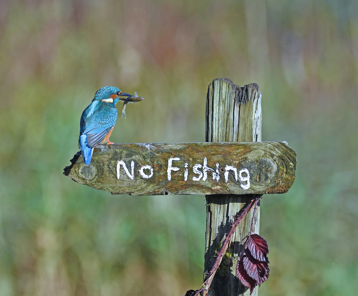 best award winning comedy wildlife photography its a mocking bird by sally lloyd jones
