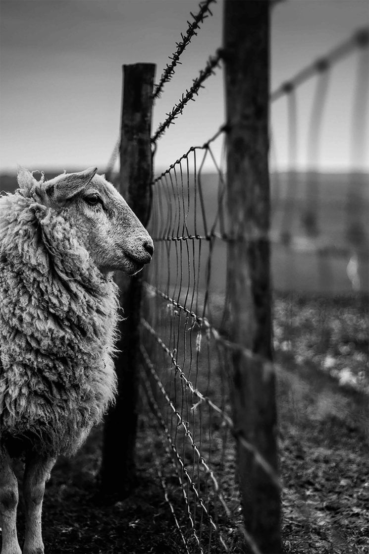 landscape photography award winning photo counting sheep by joshua elphick