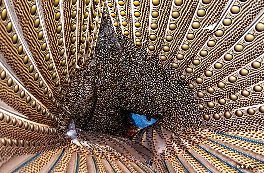 wildlife photography contest argus pheasant by ron magill