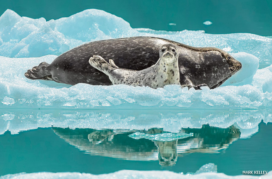 wildlife photography contest harbor seals by mark kelley