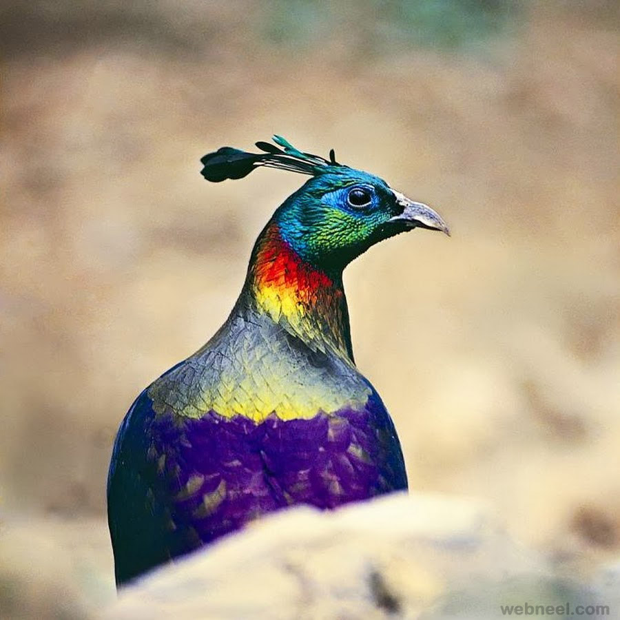 bird incredible india