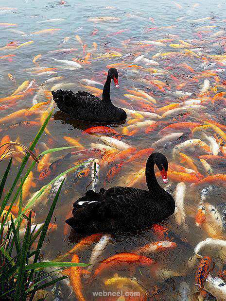 beautiful pond 