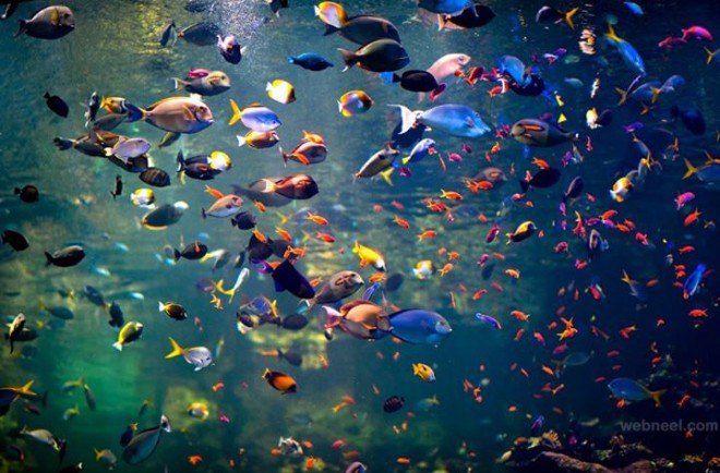 colorful underwater fish