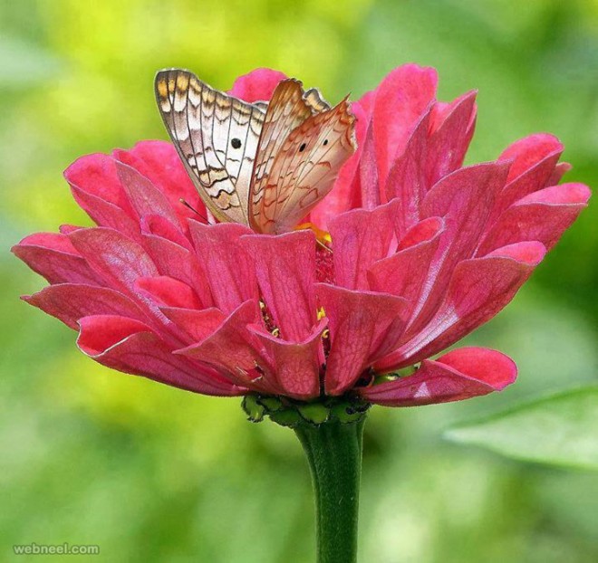 beautiful flower photo with butterfly by amazing pictures
