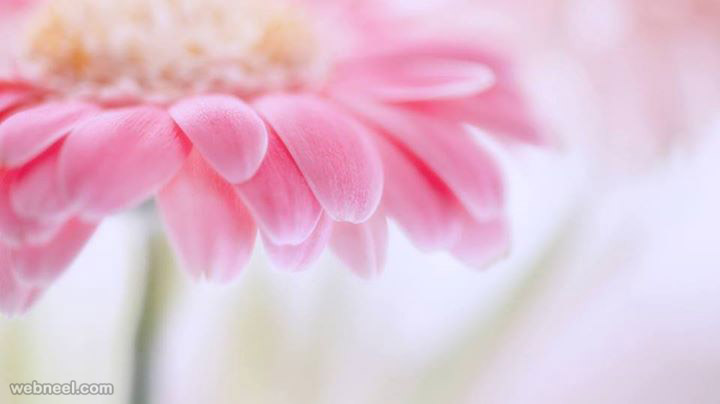 beautiful flower photography by rehan