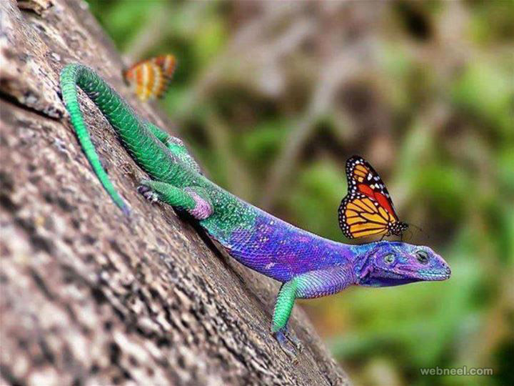 Beautiful Wildlife Photography By Amazing Photography