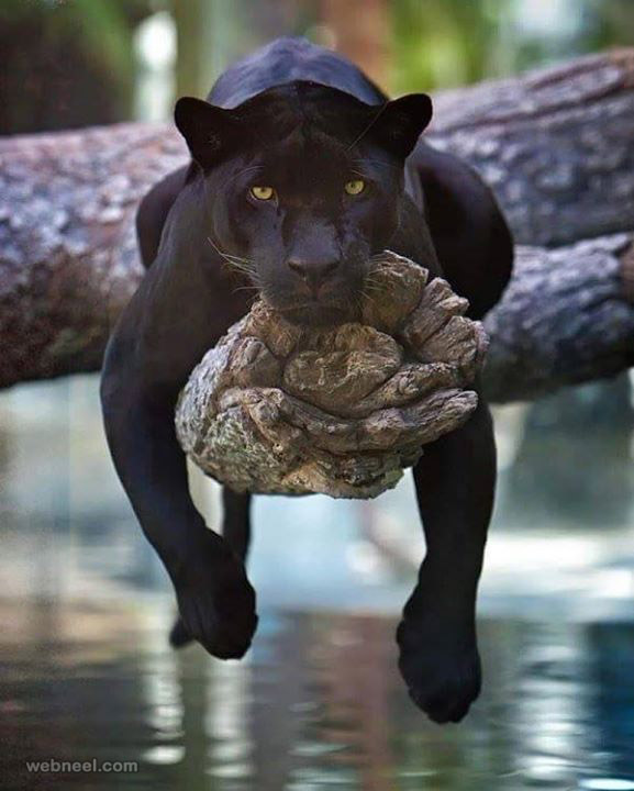 black panther wildlife photography