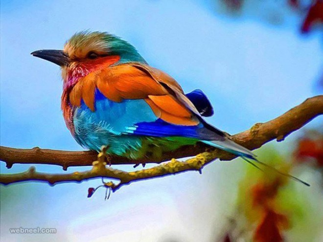 colorful bird photography