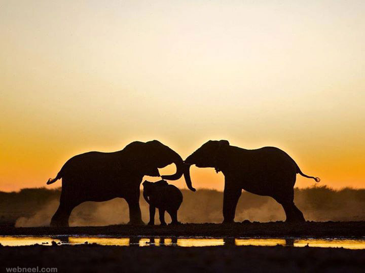 elephants silhouette photography
