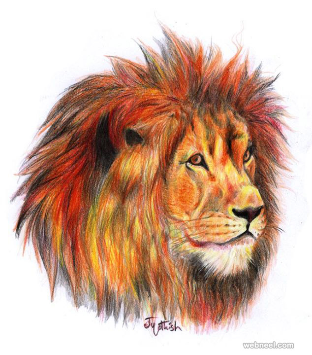 lion color pencil drawing by jyothish kumar