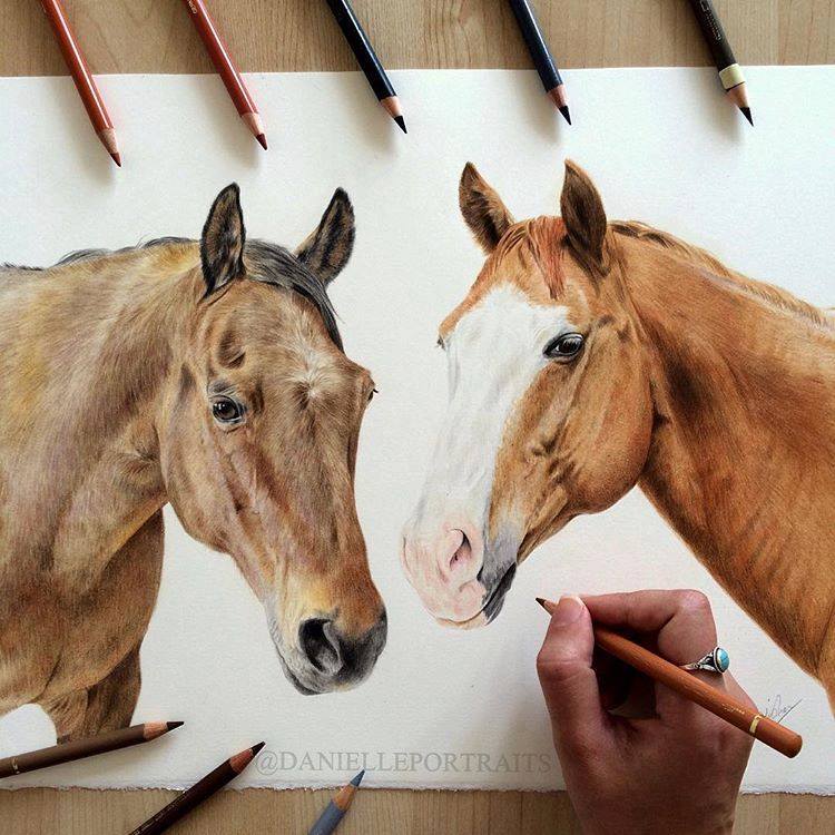 horse animal color pencil drawing by danielle portraits 