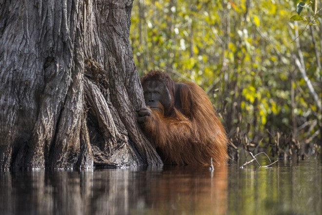 orangutan award winning photography by jayaprakash
